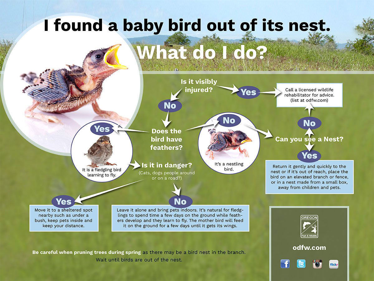 060419_Whattodowhenyoufindababybird.jpg